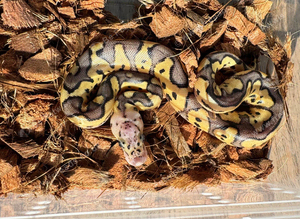 Pastel, clown het vpi axanthic