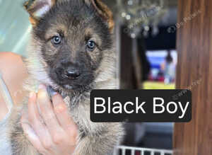 German Shepherd puppies