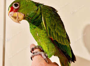 Hand Reared Baby White-Fronted Amazon Parrot