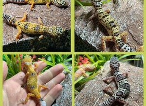 Cb26 baby leopard geckos WOW AMAZING