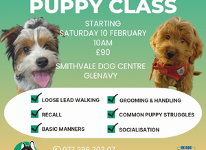 Dog Training classes for all ages