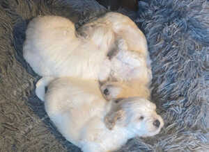 Bichon friz