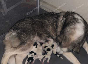 5 pedigree Siberian husky / American Akita long haired puppy's.