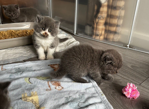 Beautiful Scottish Kittens, Tica Registered