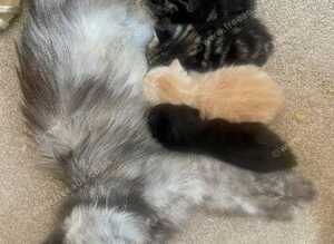 Maincoon x