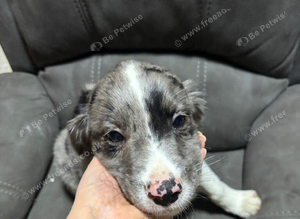 Border collie/cavalier King Charles spaniel pups