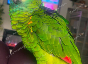 Amazon blue front parrot