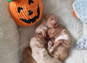 Beautiful cocker spaniel puppies