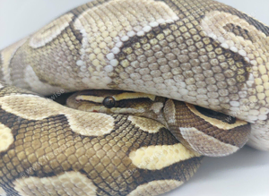 Adult Male Royal Python - possibly pastel