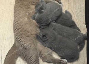 British short haired kittens