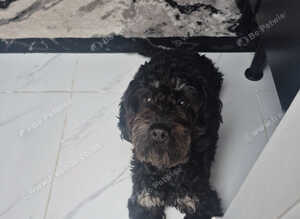 Male cockapoo