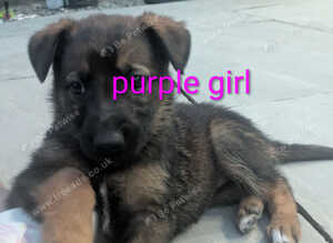 Stunning German Shepherd X Puppies