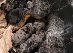 Miniature Doxiepoos