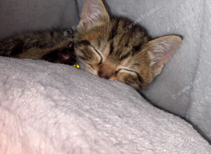 8 week kitten