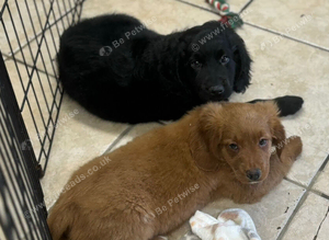 Beautiful Cockapoo x puppys