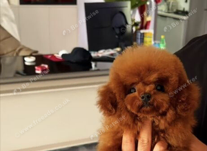 Teacup asian toy poodle Stud