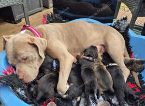 5 stunning pups