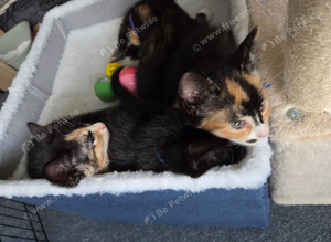 Kittens
