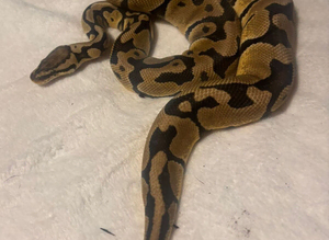 Royal pythons for adoption