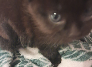Kittens for sale