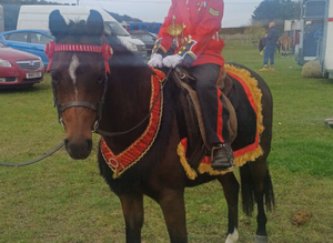 Absolutely beautiful brp mare