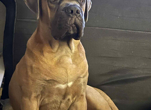 cane corso for stud