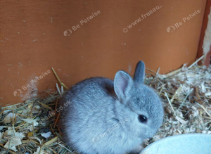 Purebred Netherland Dwarf Bunnies