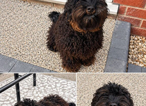 7 month old female cockapoo