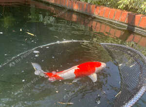 Koi carp