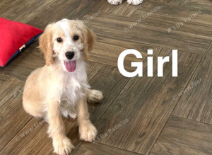 Lovely cockapoo 4 months old