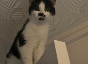 Oreo