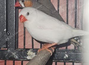 Zebra finch, Bengalese, Doves, quails available