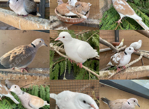 Barbary/Java Doves
