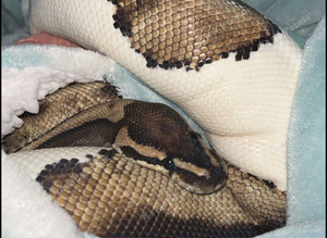 6yo pied python with full sett up