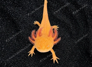 Adult Axolotls