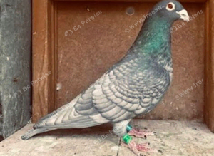 RARE RUBELLA RACING PIGEONS