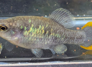 QUALITY TROPICAL LIVEBEARERS by pairs ; Limias - ZOOGONICHTHYS "TEQUILA"- AMECA SPLENDENS -CARACAUDON LATERALIS  RED