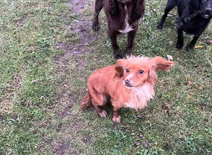 Cocker x cavalier