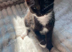 Kittens for sale