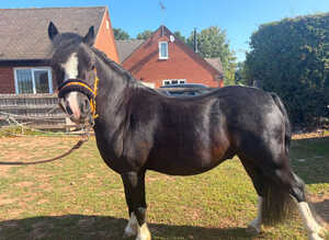 Gorgeous Registered Welsh Section A &ndash; 6yo &ndash; Lightly Backed &ndash; Perfect Little Family Project