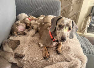 4 beautiful boys for sale