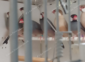 Java sparrows