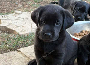 Kc Labrador puppies