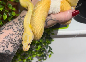 CB23 Male Dreamsicle Royal Python