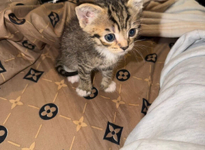 Mixed breed bengal