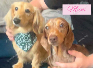 Sullivan Miniature Long Hair Cream Daschund