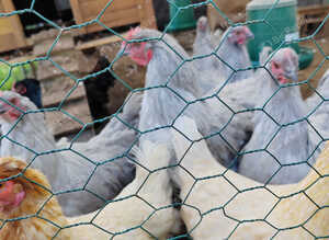 Hens