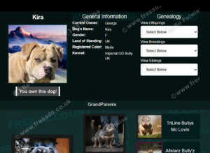 Female American pocket bully
