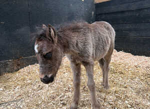 2026 Filly to make 10.2hh