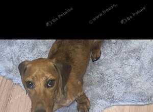 Beautiful Half breads  dachshund Half Jack Russell